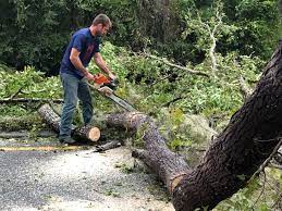 Best Tree Health Inspection  in Taft Mosswood, CA