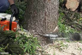 Best Tree Maintenance Programs  in Taft Mosswood, CA